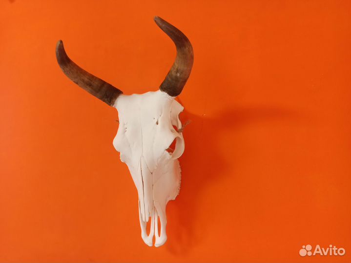 Череп быка