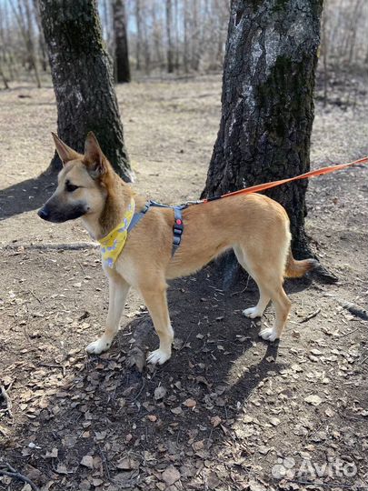 Собака в добрые руки отдам бесплатно
