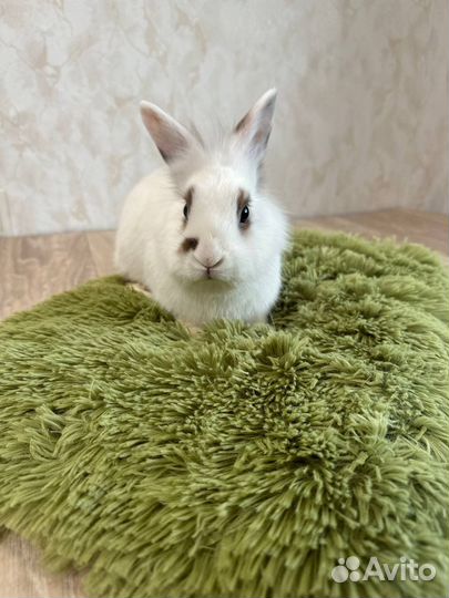 Лежанка коврик для животных