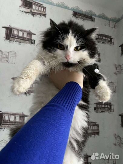 Кошечка Пава