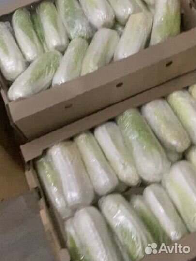 Пекинская капуста