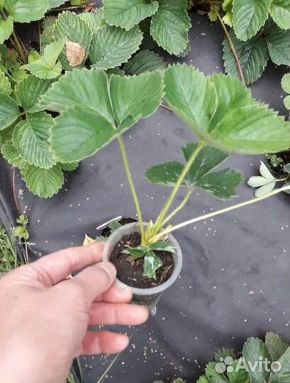 Рассада клубники