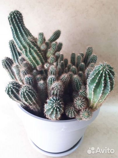 Кактус 20 лет