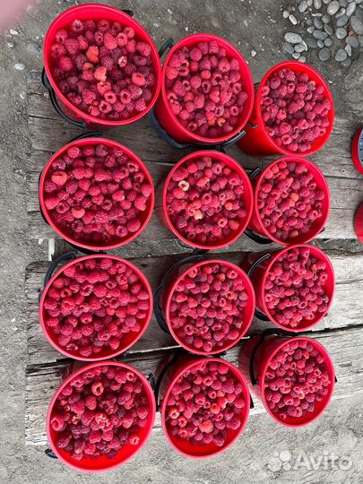 Малина (полька)