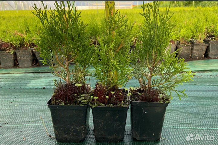 Туя Смарагд 15-25См