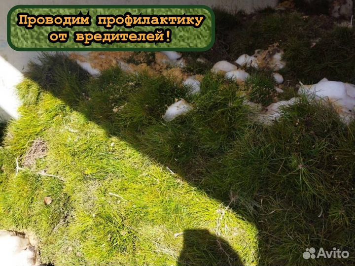 Окс сеянцы ели и сосны