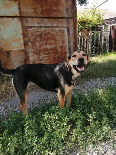 Собаки бесплатно в добрые руки