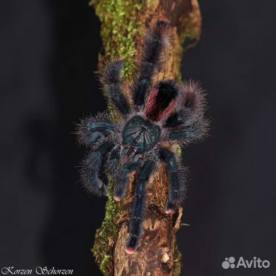 Пауки птицееды Avicularia versicolor и другие виды