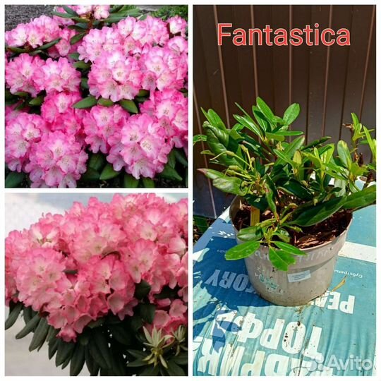 Рододендрон Фантастика (Fantastica)