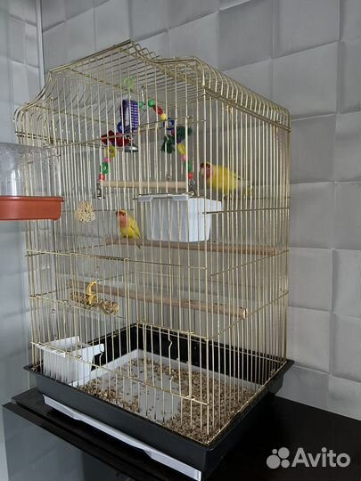 Попугай неразлучники с клеткой