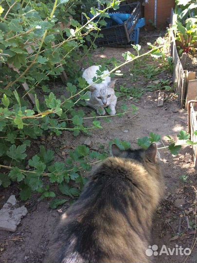 Котик ищет дом