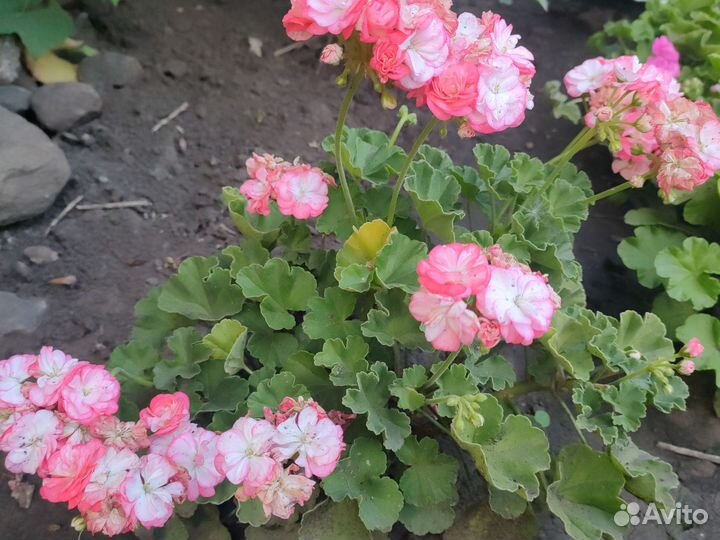 Пеларгонии на срез