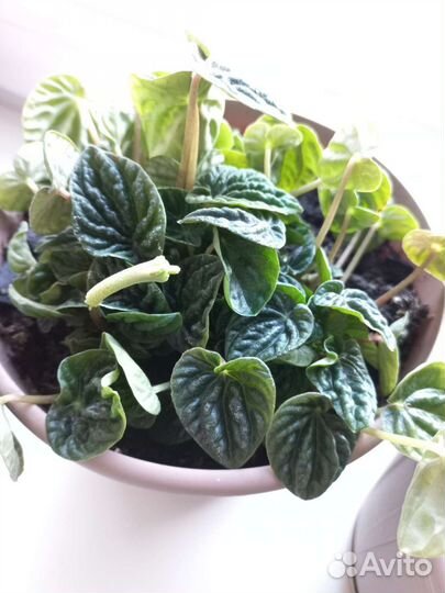 Комнатные цветы пеперомия растения