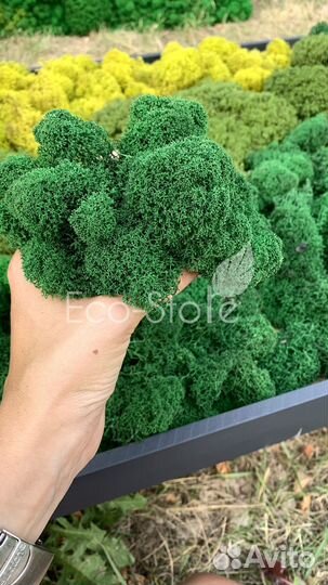 Панно из мха на кухню