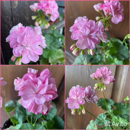 Пеларгония сортовая коллекционная