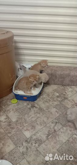 Шотландская вислоухая кошка