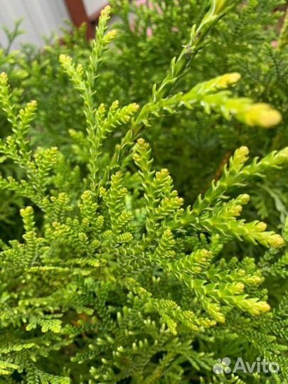 Туевик японский