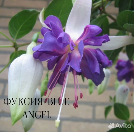 Фуксия сортовая