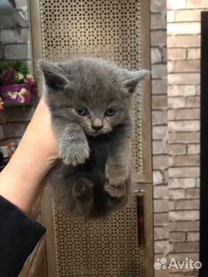 Кошка в дар