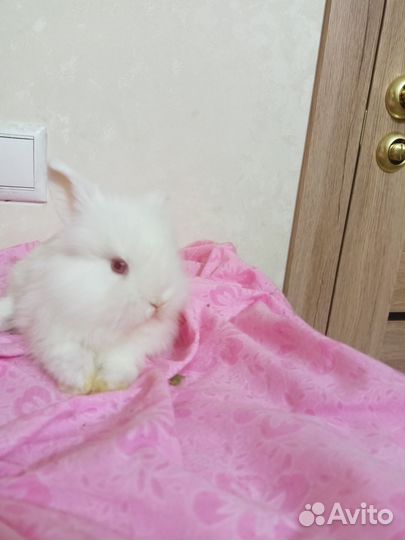 Кролик карликовый львиноголовый