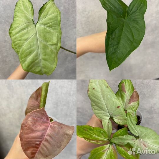 Сингониумы сортовые