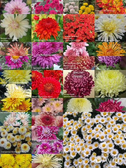 Цветы корнями