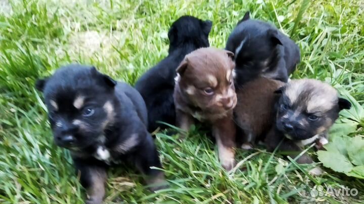 Щенки