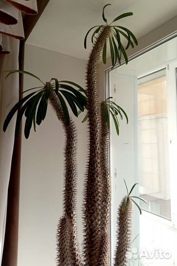 Пахиподиум / мадагаскарская пальма