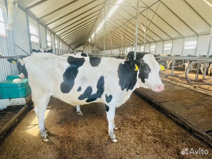 Нетели Голштины