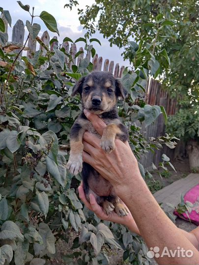 Собака в дар