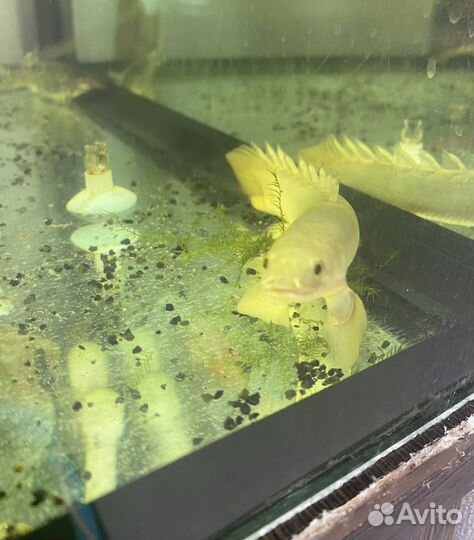 Полиптерус сенегальский