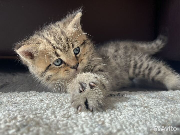 Британский котенок