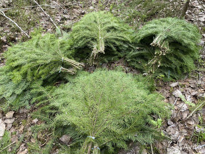 Веники пихтовые для бани