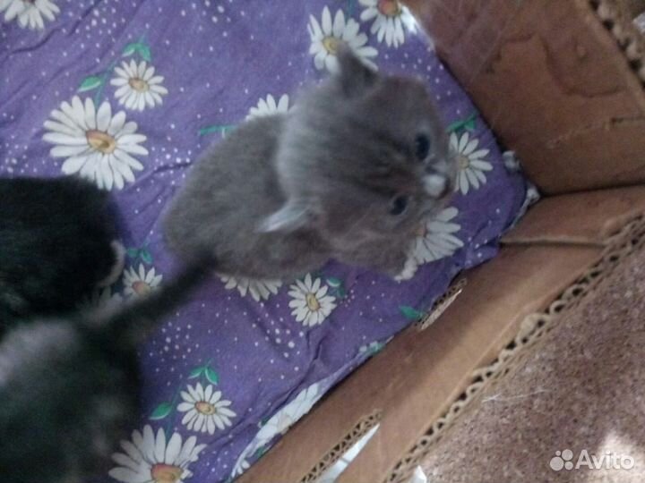 Отдам в добрые руки котят