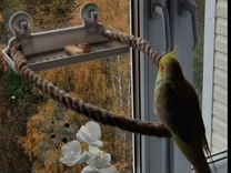 Жердочка на окно для попугаев