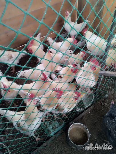 Продажа питухи