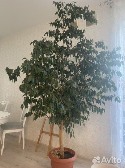 Фикус бенджамина большой