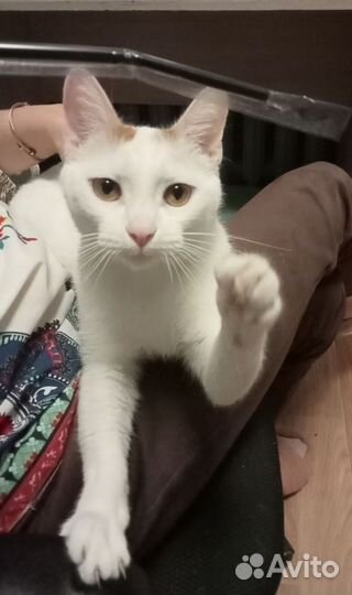 Молодая кошечка