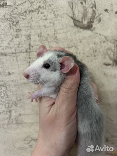 Крысята Дамбо девочки 1,5 месяца