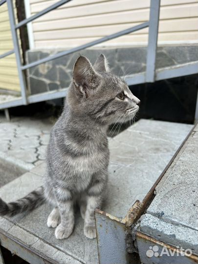 Котята в добрые руки бесплатно