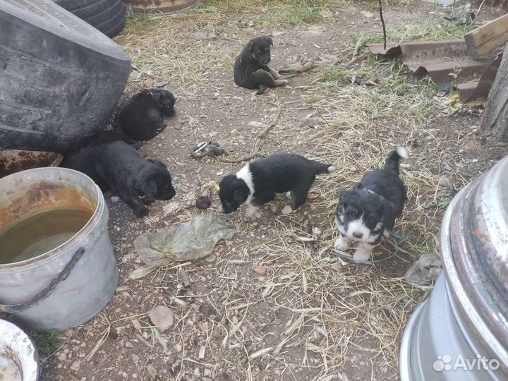 Отдам щенков