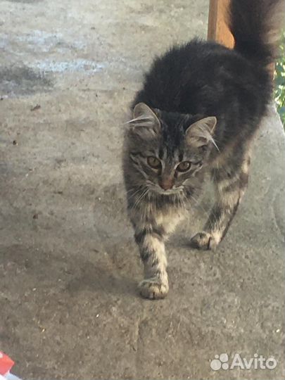 Котята мейн-кун
