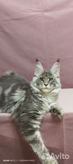 Мейн-кун девочка голубая серебряная