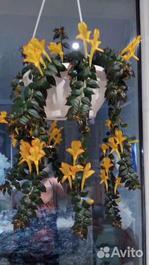 Колумнеи Эсхинантус Колерия