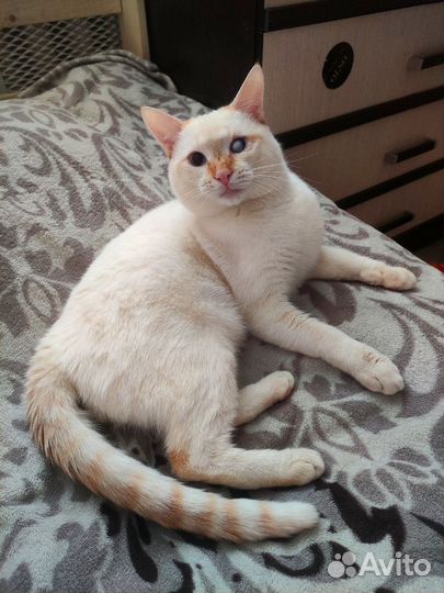 Ласковый мальчик