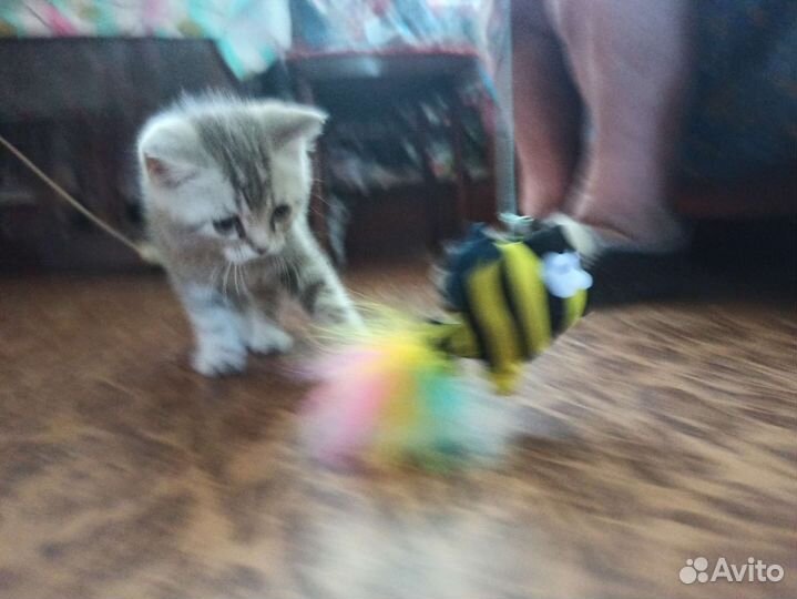 Красивые котята
