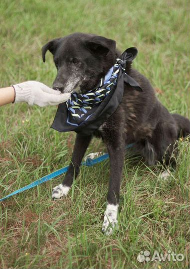 Несчастная собака в ожидании чуда