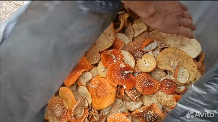 Камера сушильная пищевая от производителя