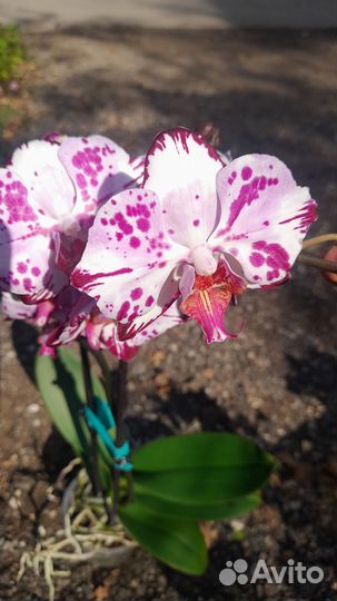 Орхидея фаленопсис бабочка magic art