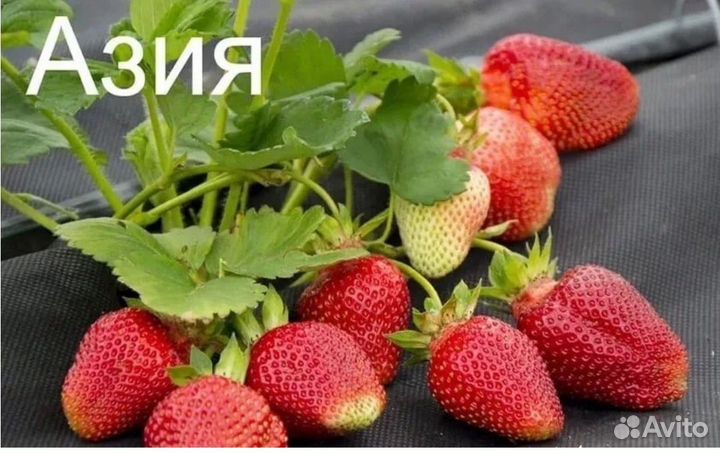 Клубника Азия,Альба,Клери